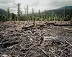 
			Deforestation Destroying the Future
		